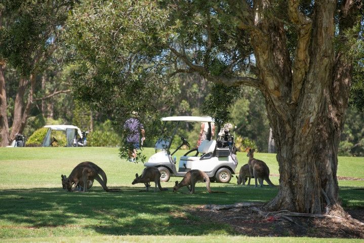 GOLFERS AT RISK IF THEY HIT A ROO