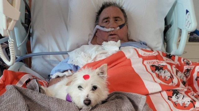 THE HEALING POWER OF PETS