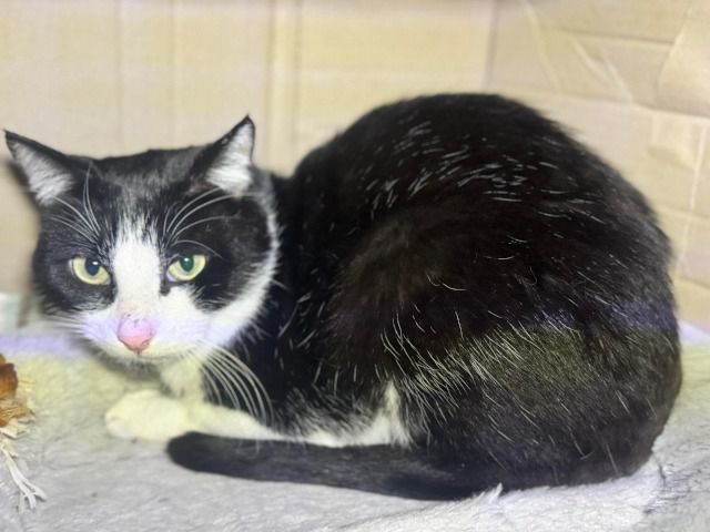 LOCAL MAN DIES, LEAVES 13 CATS BEHIND