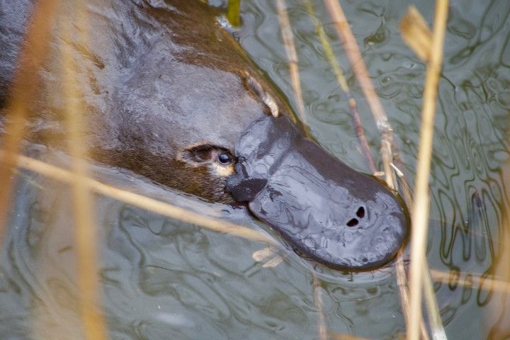 PLATYPUS PALS PROJECT A WINNER